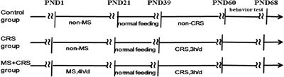 Early-Life Stress Alters Synaptic Plasticity and mTOR Signaling: Correlation With Anxiety-Like and Cognition-Related Behavior